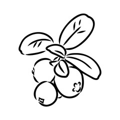 sketch ripe lingonberries, lingonberry berry, vector sketch