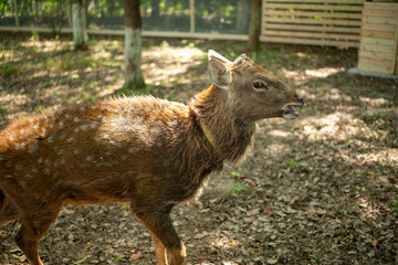close-up of cute deer in the forest