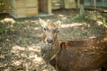 Fototapeta premium close-up of cute deer in the forest