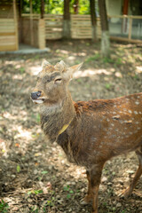 close-up of cute deer in the forest