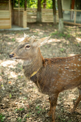 close-up of cute deer in the forest