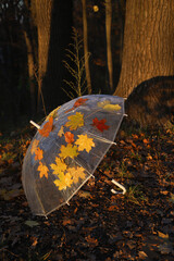 autumn. a transparent umbrella with orange leaves lies on the ground in the park after the rain