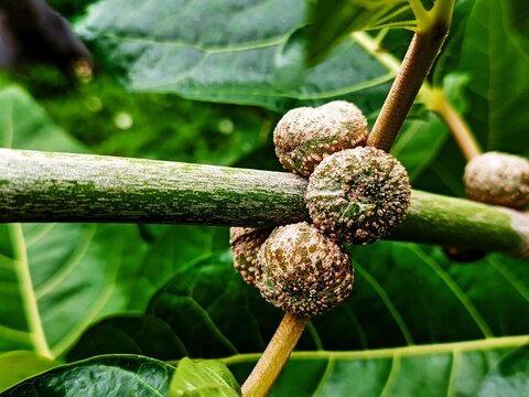 Ficus nota is a species of flowering plant in the family Moraceae. ... It is commonly known as tibig or sacking tree,