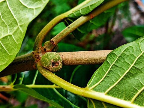 Ficus nota is a species of flowering plant in the family Moraceae. ... It is commonly known as tibig or sacking tree,