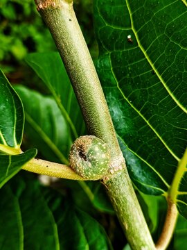 Ficus nota is a species of flowering plant in the family Moraceae. ... It is commonly known as tibig or sacking tree,