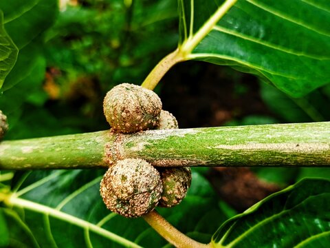 Ficus nota is a species of flowering plant in the family Moraceae. ... It is commonly known as tibig or sacking tree,