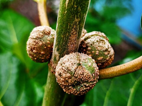 Ficus nota is a species of flowering plant in the family Moraceae. ... It is commonly known as tibig or sacking tree,