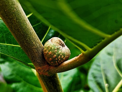 Ficus nota is a species of flowering plant in the family Moraceae. ... It is commonly known as tibig or sacking tree,
