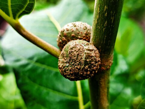 Ficus nota is a species of flowering plant in the family Moraceae. ... It is commonly known as tibig or sacking tree,