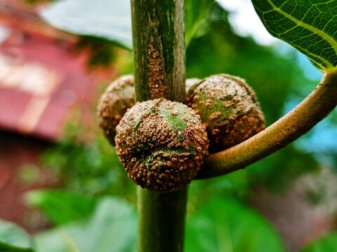 Ficus nota is a species of flowering plant in the family Moraceae. ... It is commonly known as tibig or sacking tree,