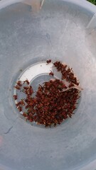 418)Japanese yellow hornet nest in the attic of a house in a densely populated area(Photo taken at 12:48 on september 1, 2015) vespa simillima xanthoptera