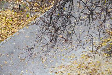 Black tree branches against a pathway in the park covered with fallen yellow leaves, the arrival of autumn, autumn in the park.
