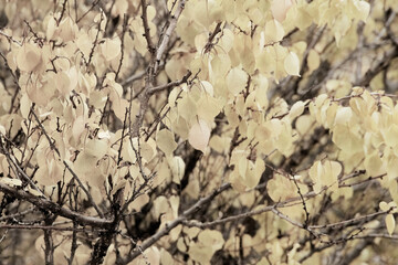 Light yellow leaves on tree branches, the arrival of autumn, uniform color on the leaves of the tree.
