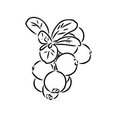 sketch ripe lingonberries, lingonberry berry, vector sketch