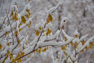 Wet snow sticking to tree branches with yellow leaves, a seasonal contrast.