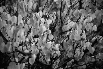 Light leaves on tree branches in black and white tones, the arrival of autumn, uniform color on the leaves of the tree, black and white photo.