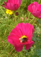 bumblebee flower