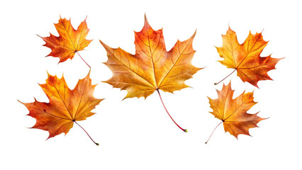 maple leaf isolated on white