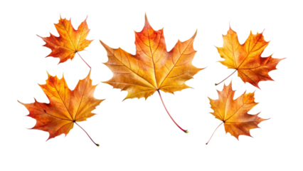 maple leaf isolated on white