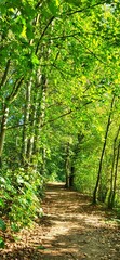 footpath in the forest