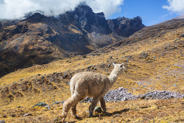 Fototapeta premium Alpaca