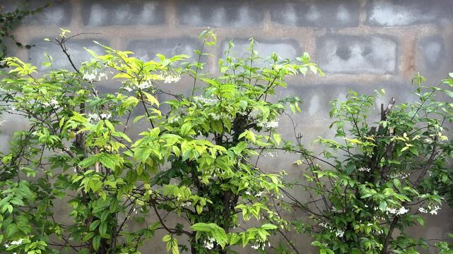 Moke Tree Hedge, Wrightia Religiosa, Windblown Green Leaves And White Flowers On The Branch In The Garden With Wall Background At Mukdahan, Thailand. 08 Nov 2024. AM