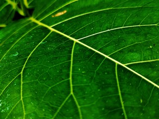 THE BEAUTY OF ARTISTIC FICUS NOTA LEAF DETAILS