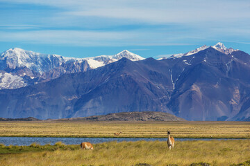 Patagonia
