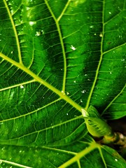 THE BEAUTY OF ARTISTIC FICUS NOTA LEAF DETAILS