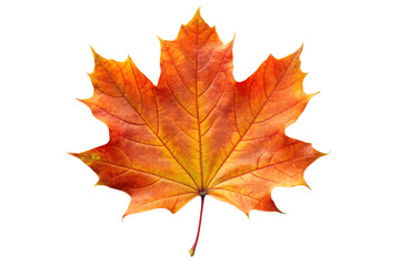 maple leaf isolated on white
