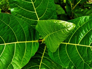 THE BEAUTY OF ARTISTIC FICUS NOTA LEAF DETAILS