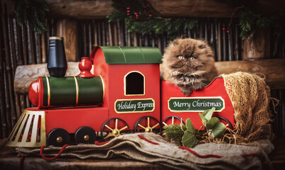 Weihnachtszug mit braunem Britisch Langhaar Kitten