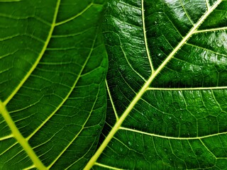 THE BEAUTY OF ARTISTIC FICUS NOTA LEAF DETAILS