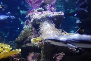 Aquarium