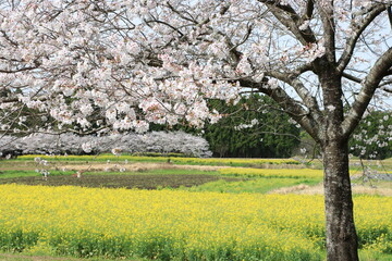 満開の桜と菜の花畑