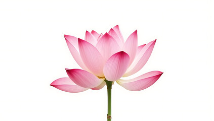 A close-up watercolor illustration of a single lotus flower in soft pink with delicate shading, perfect for minimalist designs.