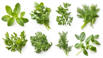 Obraz premium Fresh Selection of Culinary Herbs Featuring Mint, Dill, Parsley, Basil, and Other Green Varieties for Cooking and Garnishing Enhancements