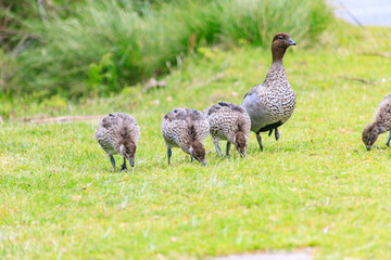 Family of Australian Wood Ducks Walking Along Roadside, Wilsons Prom, Australia