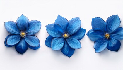 3 surreal exotic high quality blue flowers macro isolated on white