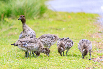 Family of Australian Wood Ducks Walking Along Roadside, Wilsons Prom, Australia