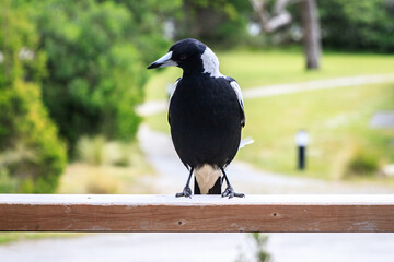 Curious Australian Magpie Perched on a Wooden Railing