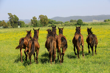 Maremmano Pferde auf Weide, Pferderasse, Maremma, südliche Toskana, Italien, Europa