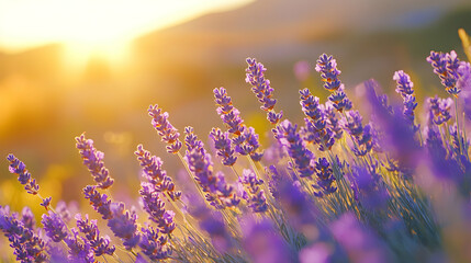 Obraz premium A Close-Up View of Lavender Flowers Blooming in the Golden Sunlight of a Summer Sunset