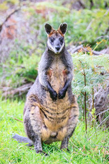 Close-up of Wallaby Standing in Its Natural Habitat, Wilsons Prom, Australia