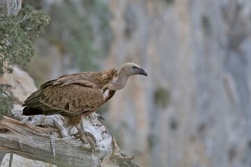 Griffon Vulture (Gyps fulvus), Crete, Greece