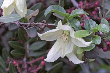 Evergreen clematis or Climber Wall (Clematis cirrhosa), Crete