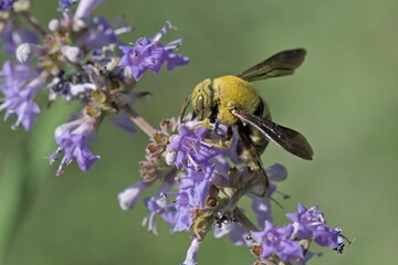 Pubescent Carpenter Bee (Xylocopa pubescens), Crete