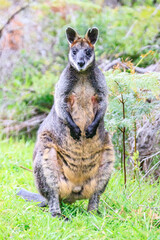 Obraz premium Close-up of Wallaby Standing in Its Natural Habitat, Wilsons Prom, Australia