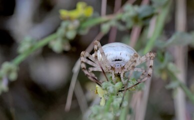 Argiope lobata is a species of spider belonging to the family Araneidae, Crete