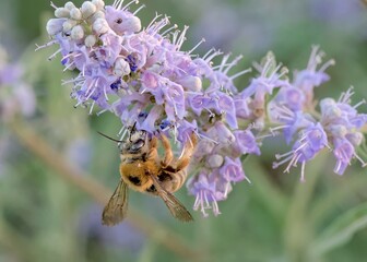 Olivier's Ground-Carpenter Bee (Xylocopa olivieri), Greece